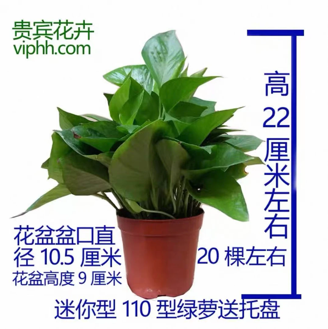 （宠粉福利）绿萝红盆吸除甲醛四季观叶小盆栽植物居家室内净化空气