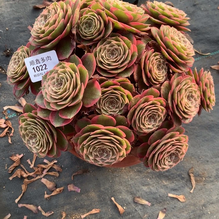 心***语1022粉花妖多肉特价不售后