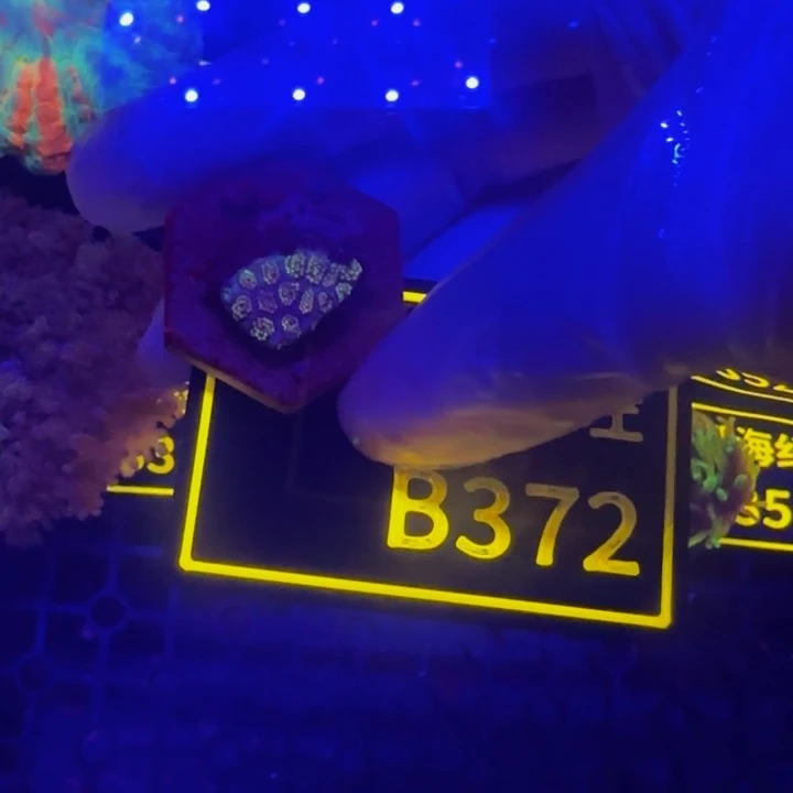 纽扣珊瑚赤****心晓晓澳彩切件B372