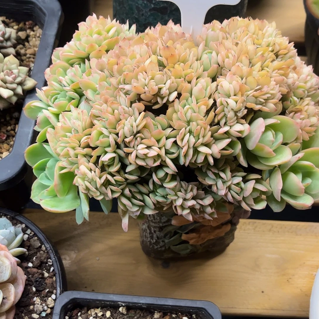 18号奇兵缀化。