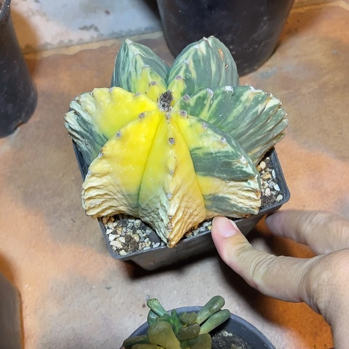 无花朵龟甲鸾凤玉锦