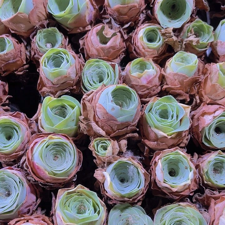 精品酒杯玫瑰多肉植物