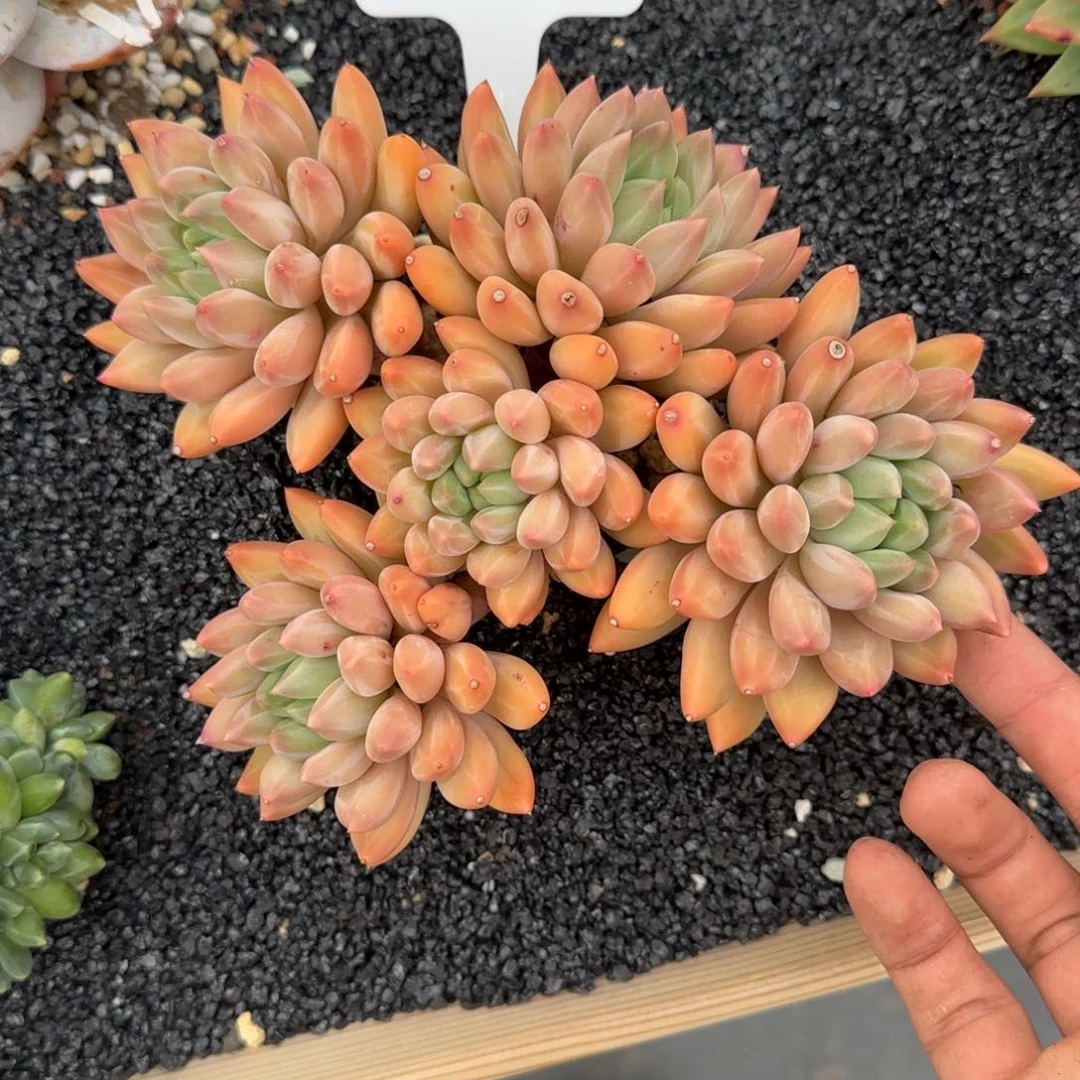 一物一拍黄体红蜻蜓80