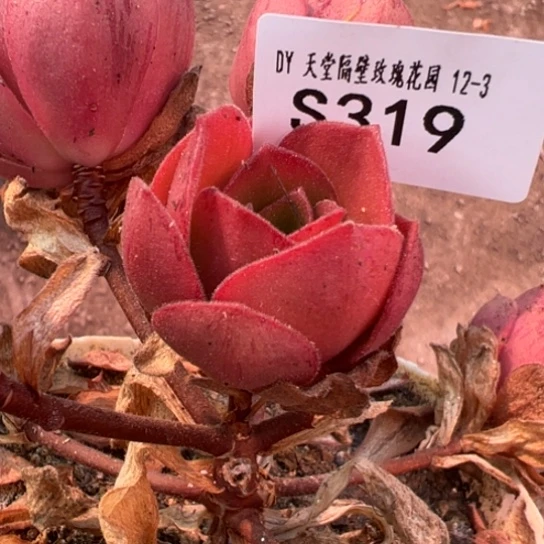 是***呀三碗319 大G变异侧芽