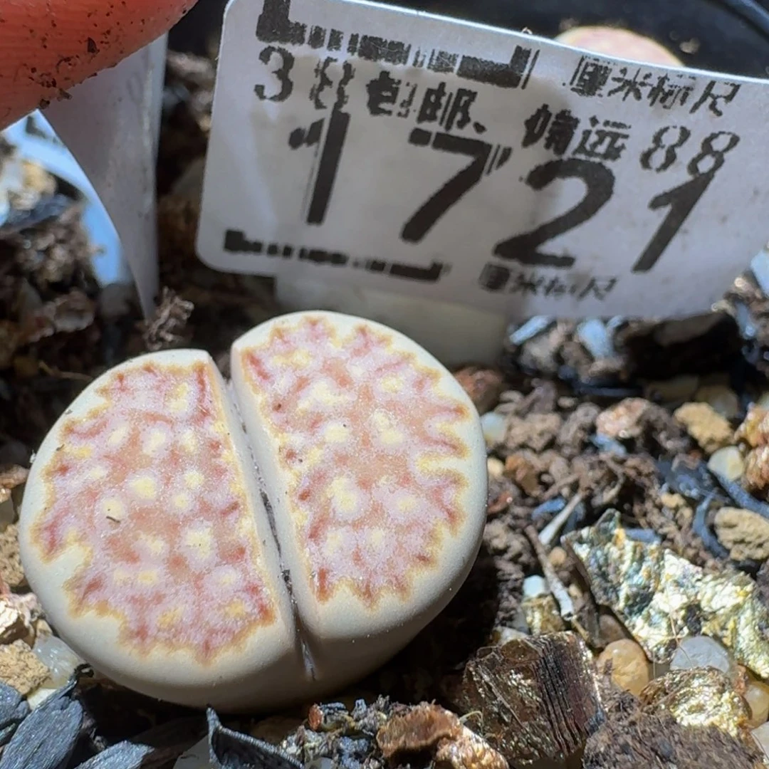 ？***Ssss精品生石花1721