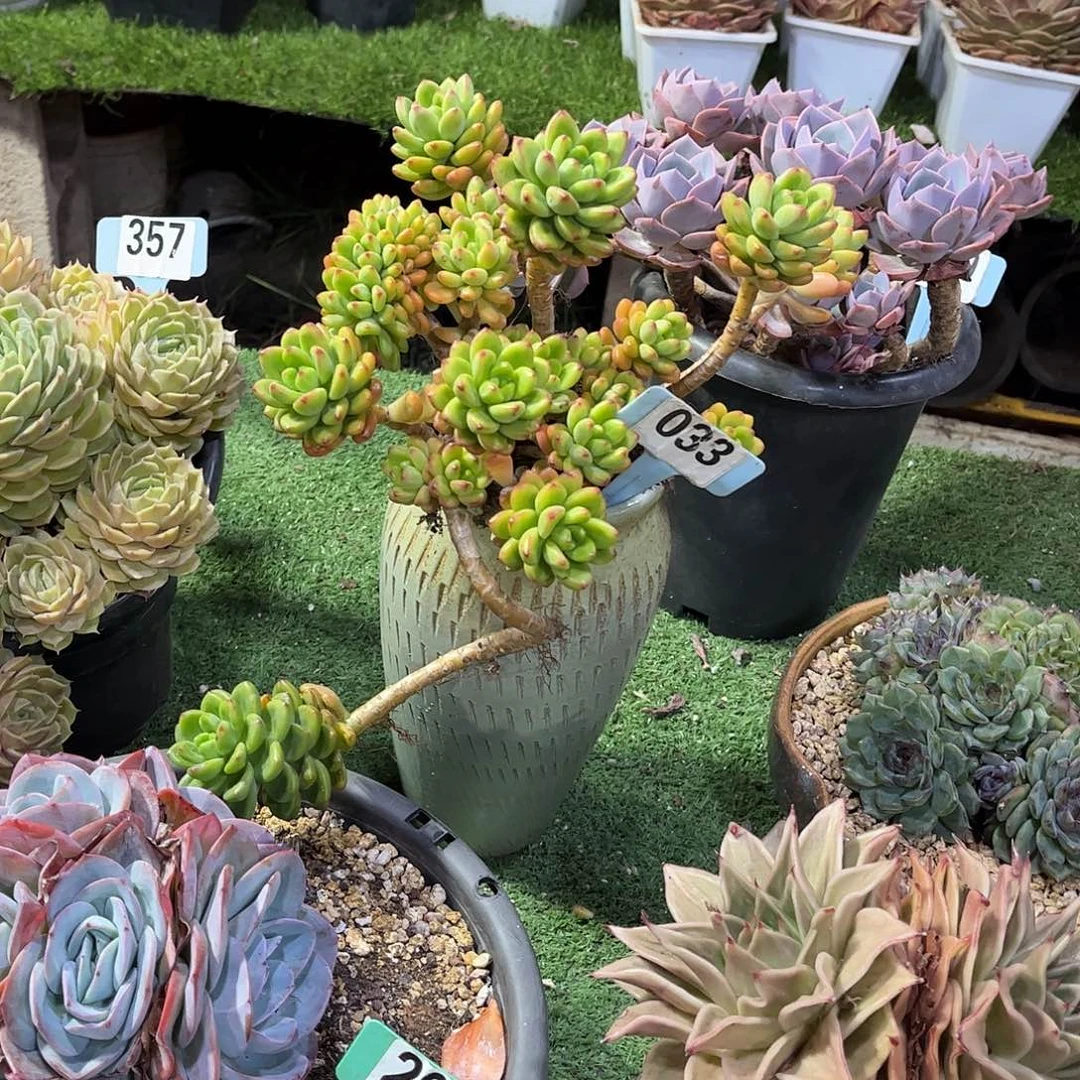 静***香格里拉多肉植物保护033