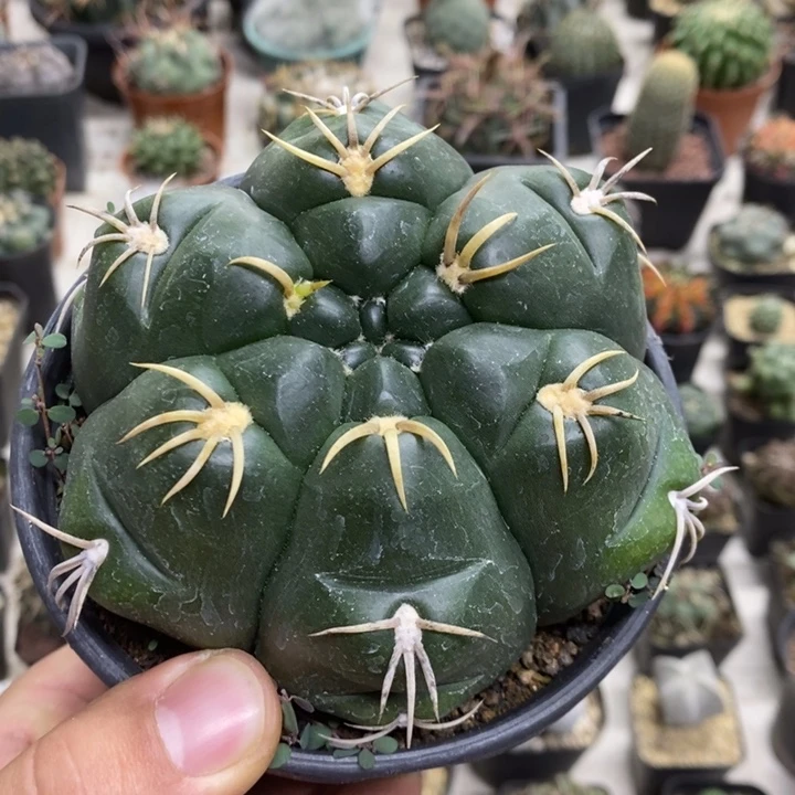 实生龟甲海王特价