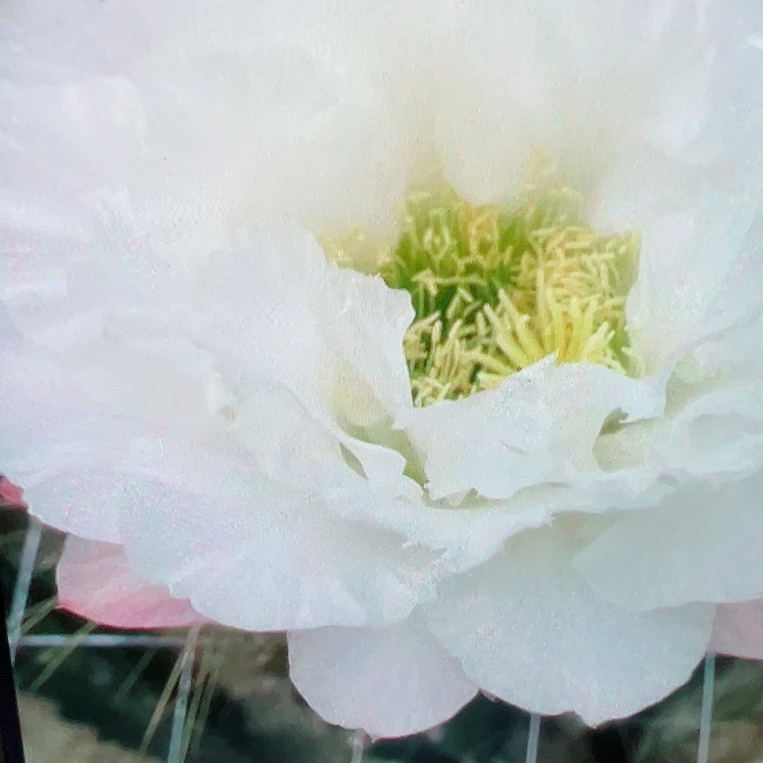 毛花柱 白牡丹 侧芽 满20米包邮