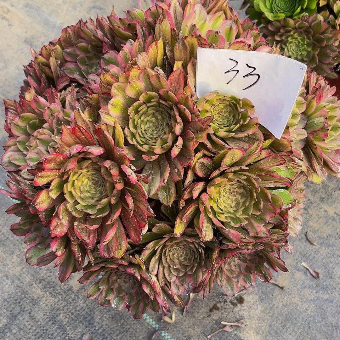 多肉法师33号玲珑发货不包损