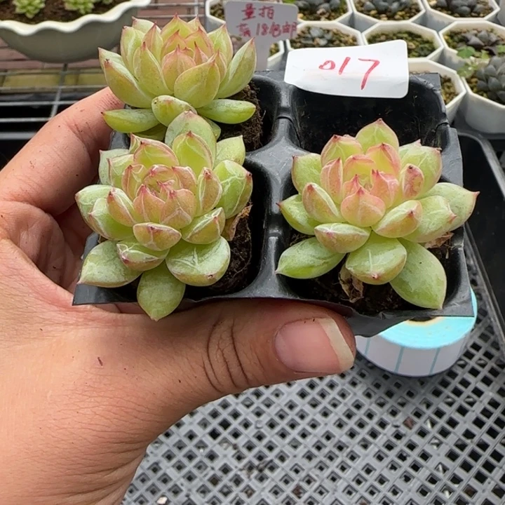 雪花珍妮满18包邮