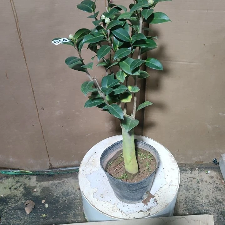 644斑水屋，原盆原土发货，不包邮