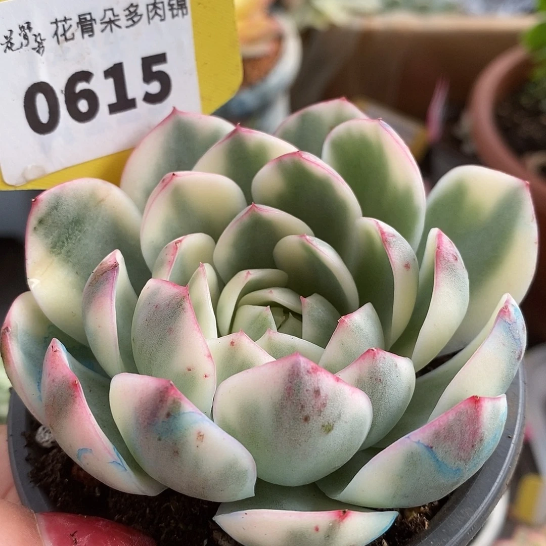 615粉水晶头盖哈哈哈