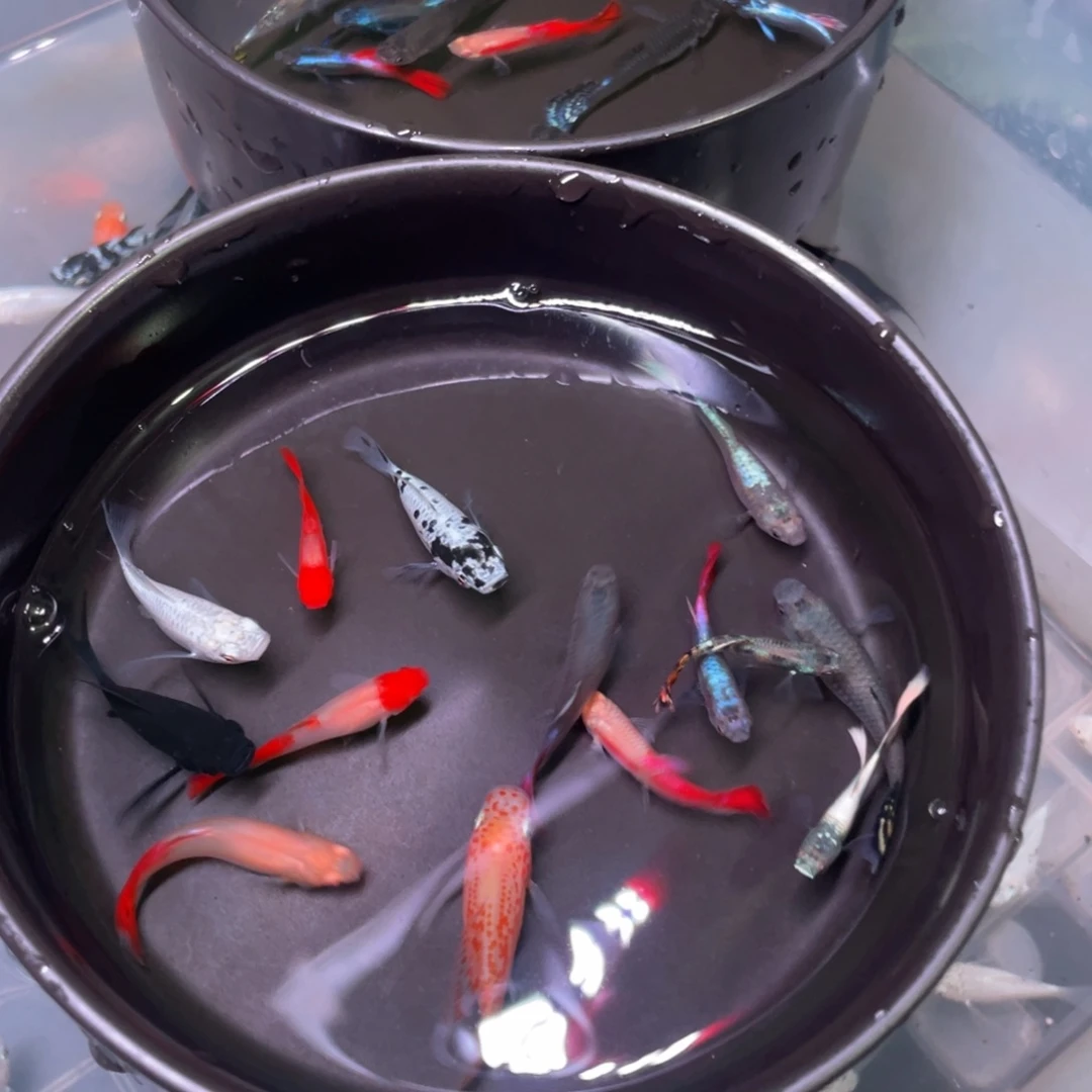 海水鱼孔雀8+2备损，玛丽球3+1