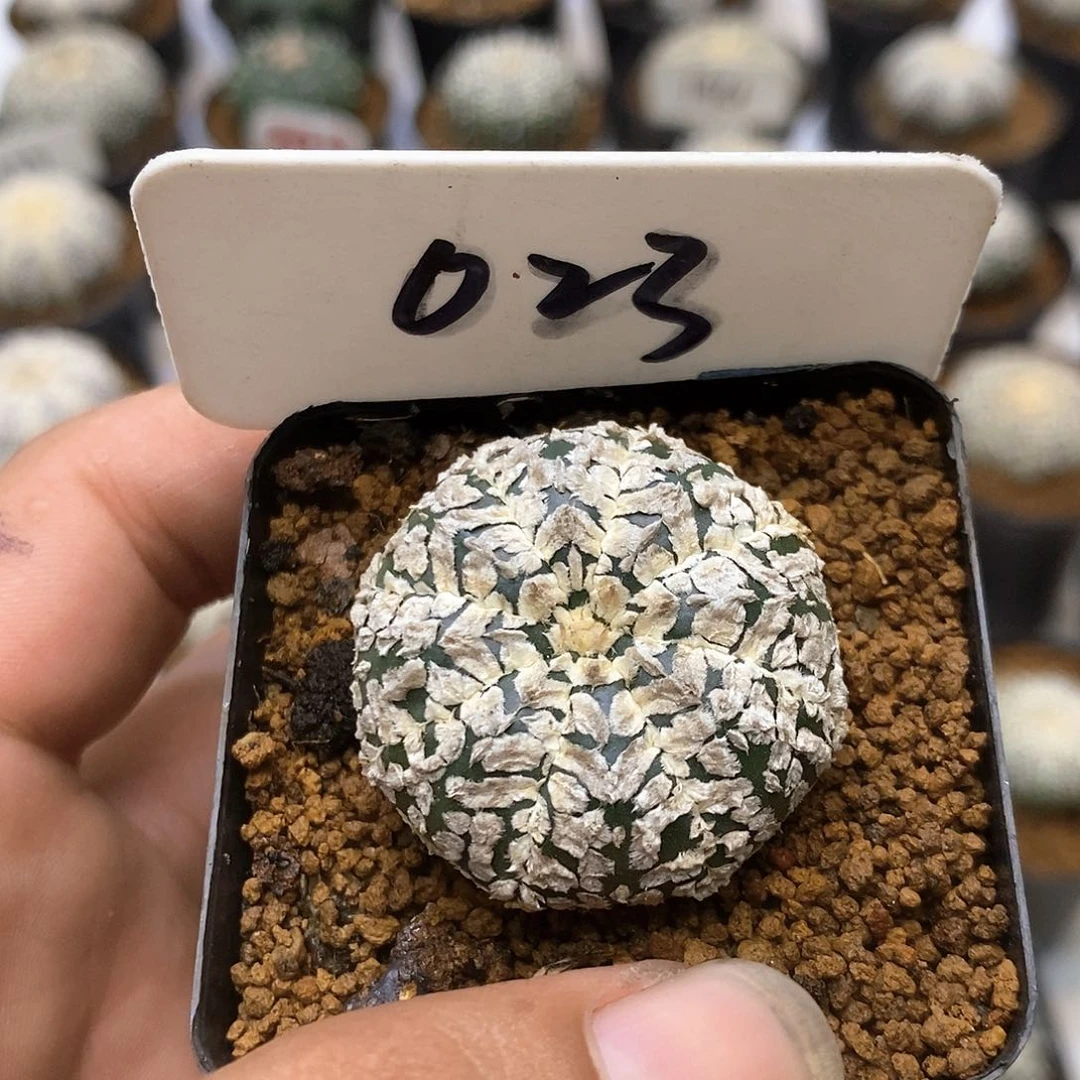 023福利特价咯饿了来了