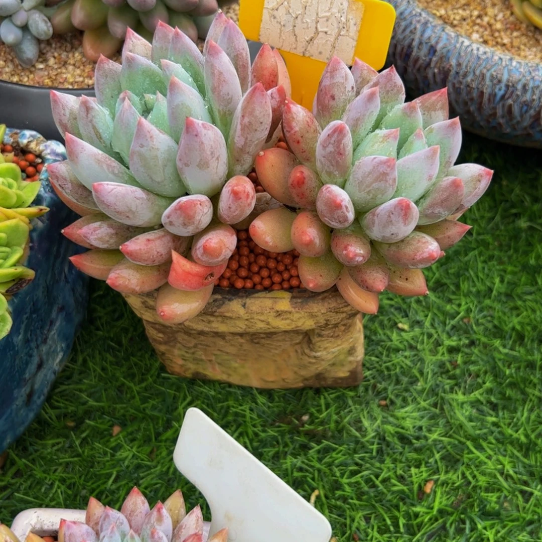浩***、所罗门小老桩多肉植物