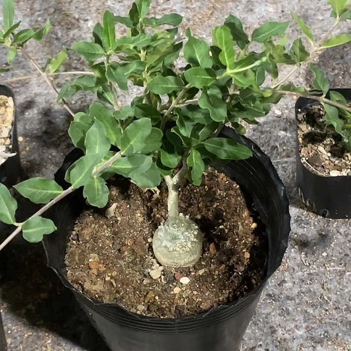 火星人实生仙人球