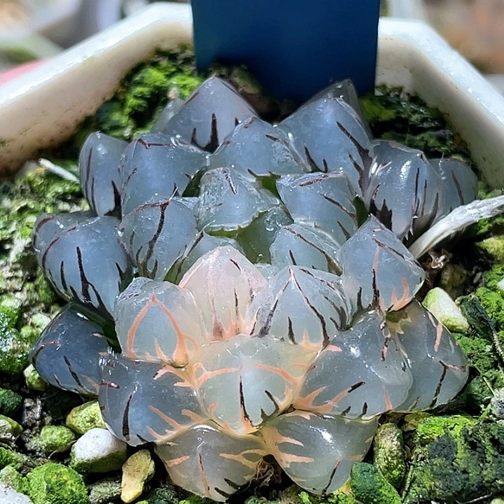 544水中月锦特选福利