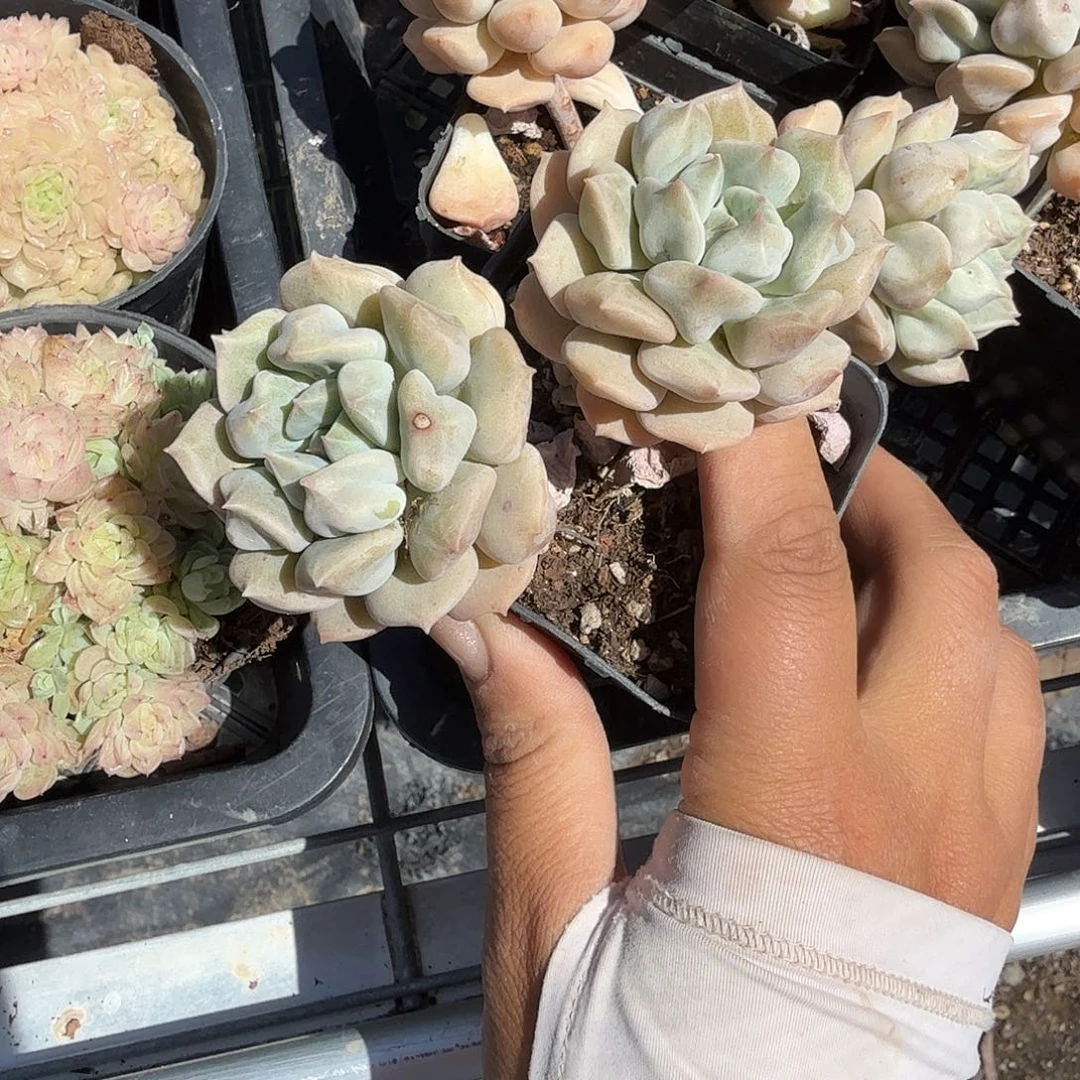 超奶多肉植物惊奇