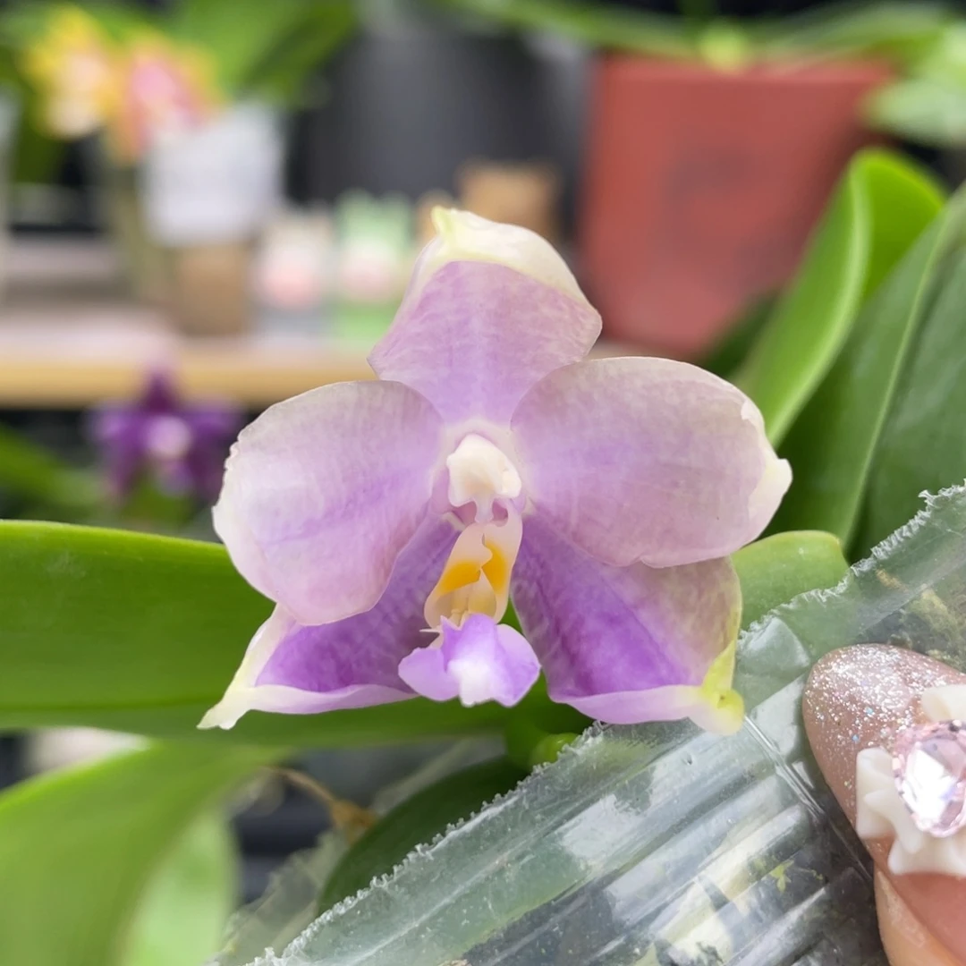 大部分开放少量花苞