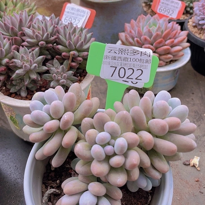 7022汤圆。