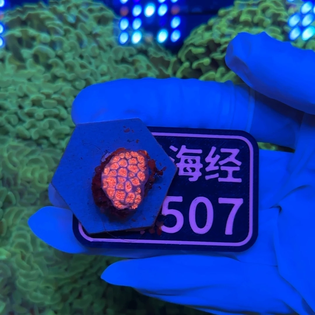 *****纽扣珊瑚又又不包邮澳彩原石D507