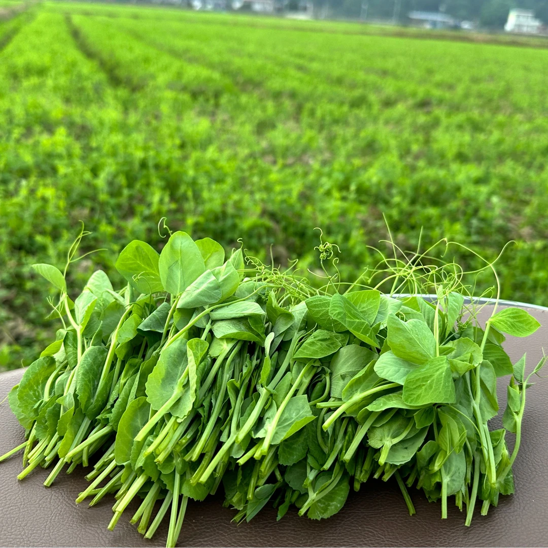四川新鲜豌豆尖现摘时令蔬菜鲜嫩豆苗
