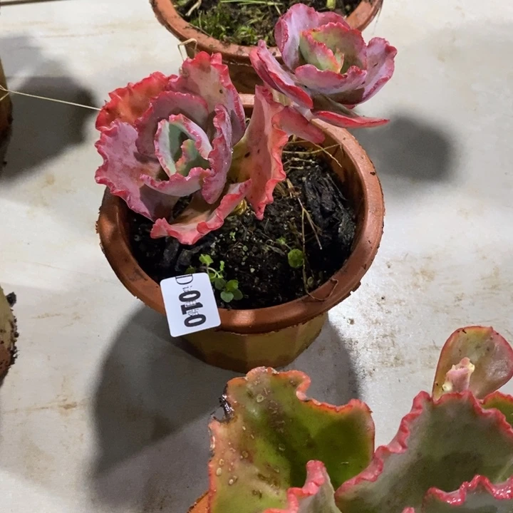 @***阳010蓝色妖姬多肉植物