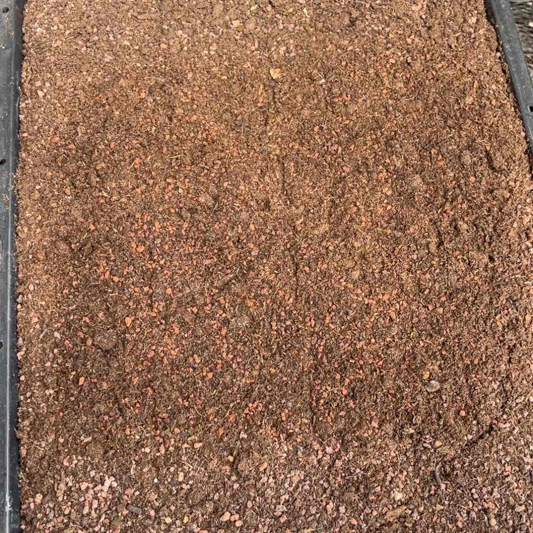 云糖心多肉植物217