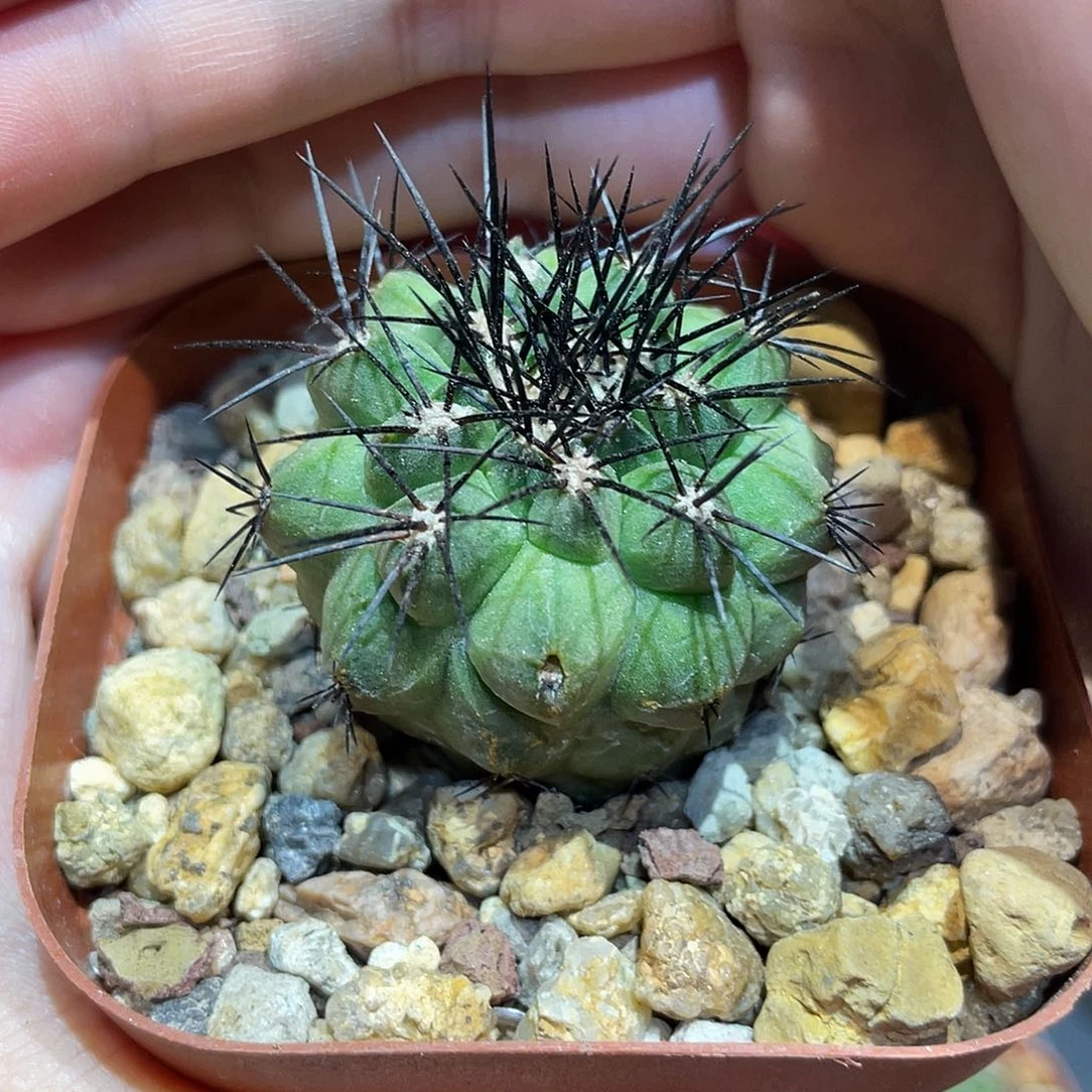 3.5cm自根龙爪球1颗福利