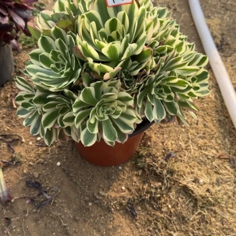 9-66雨花石处理不包售后多肉