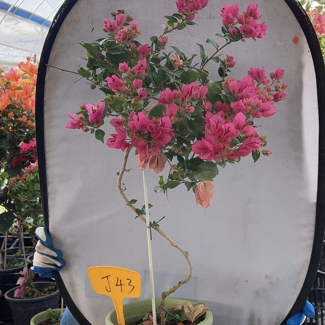 ****雅大部分花苞少量开放J43米罗