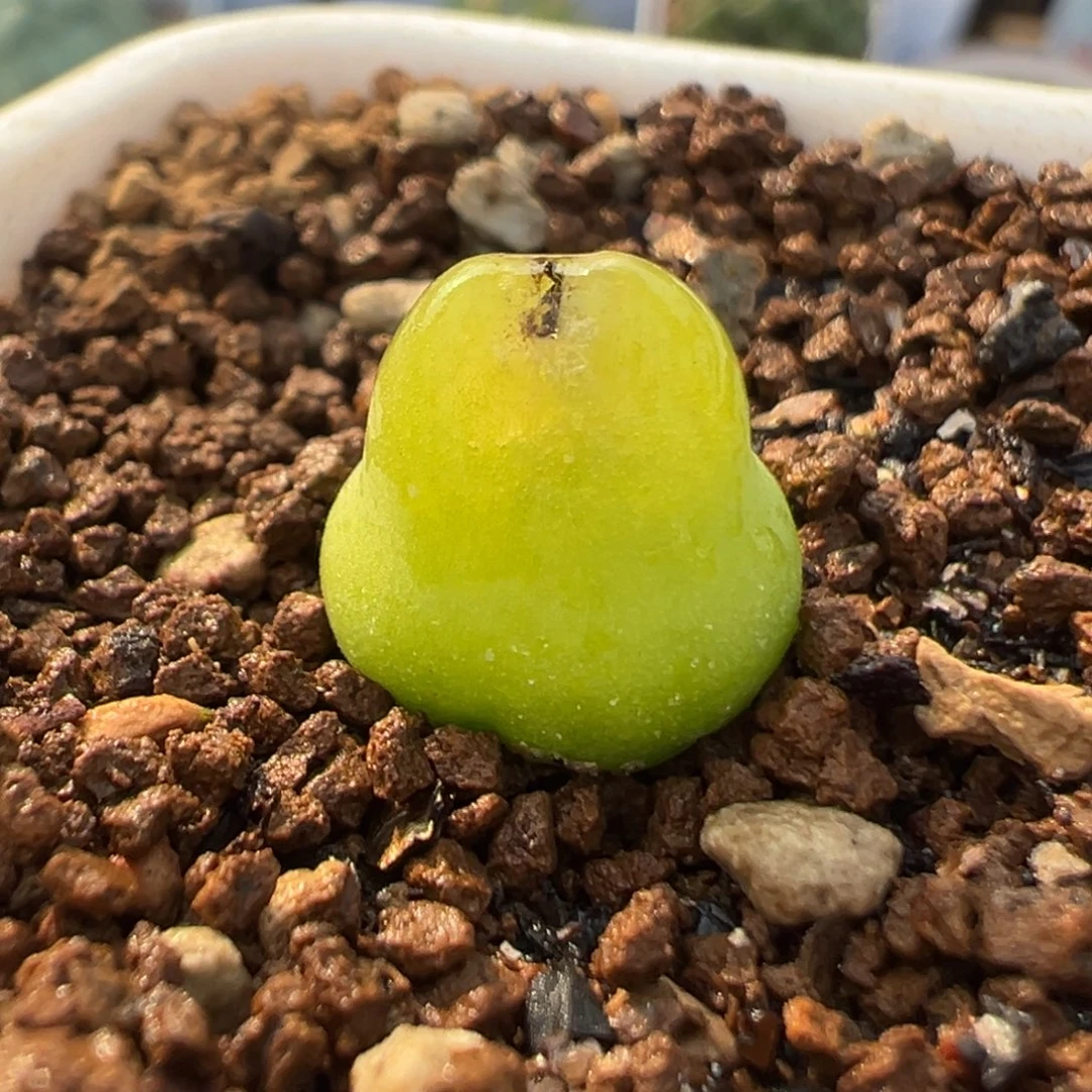 79多肉植物大葫芦