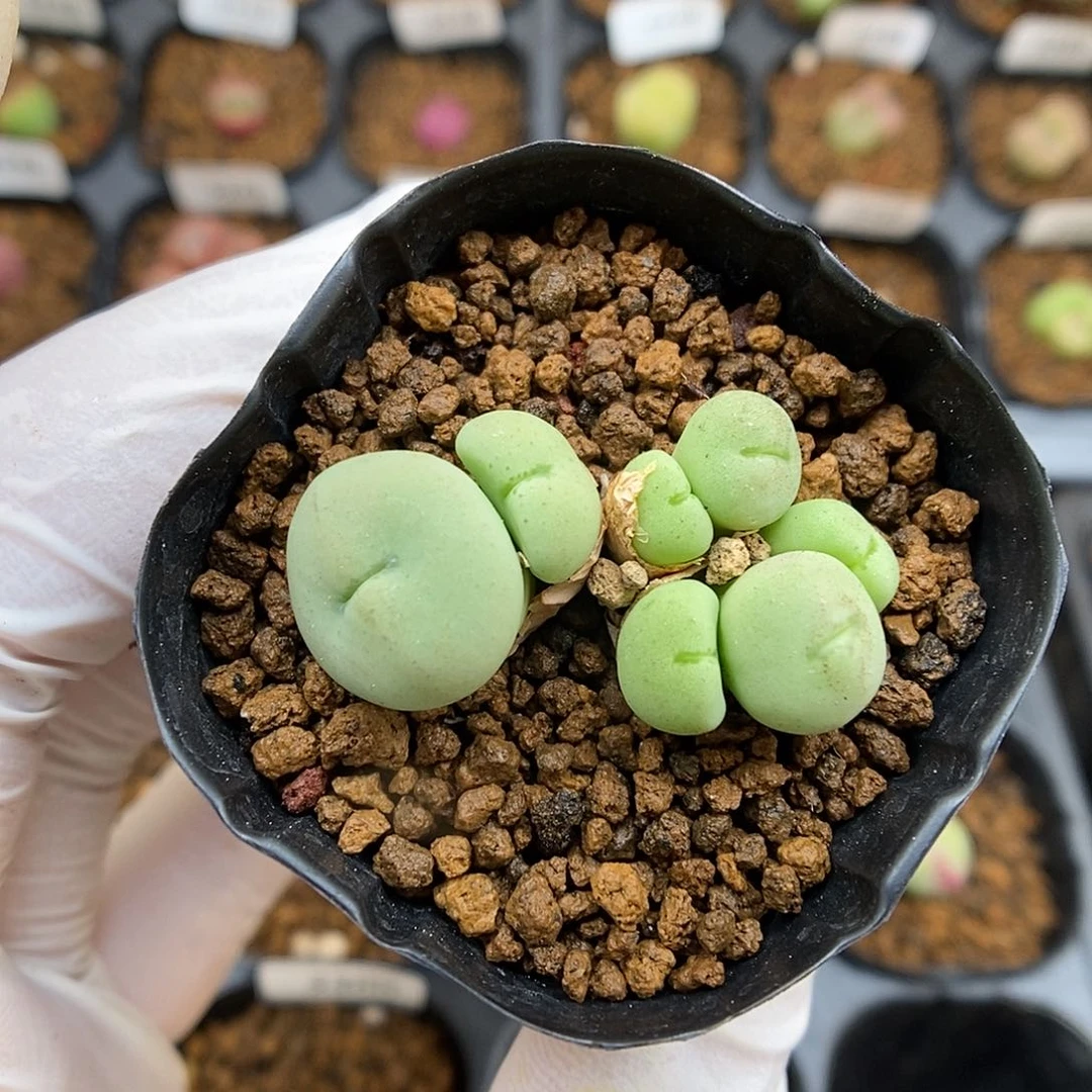 多肉植物K-2301（1.7）安贞嘴