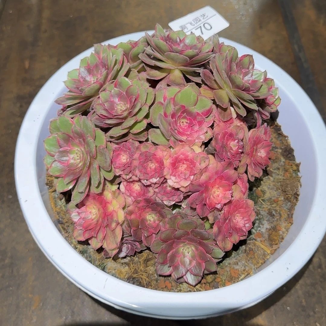 170多肉 红花郎法师福利