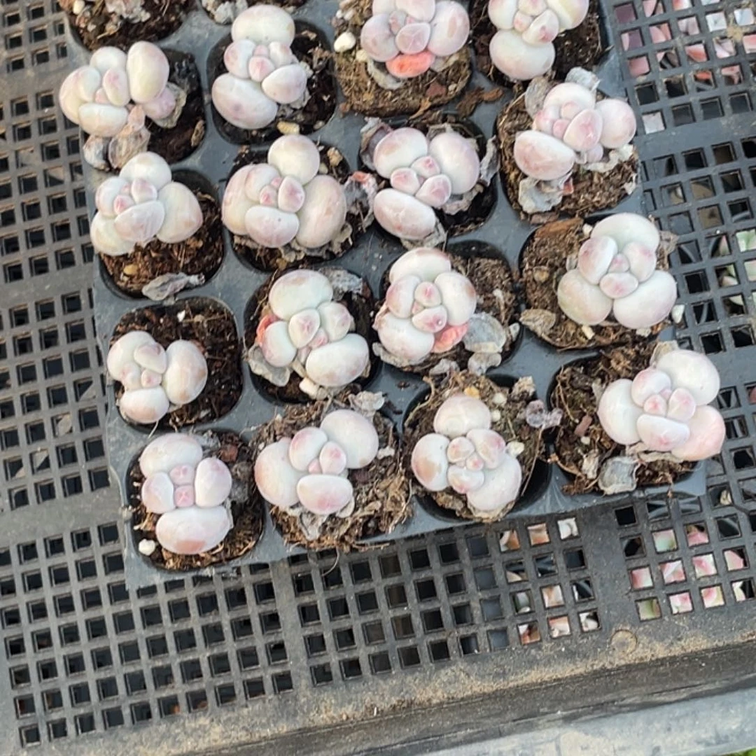 香水穴盘苗20棵多肉植物