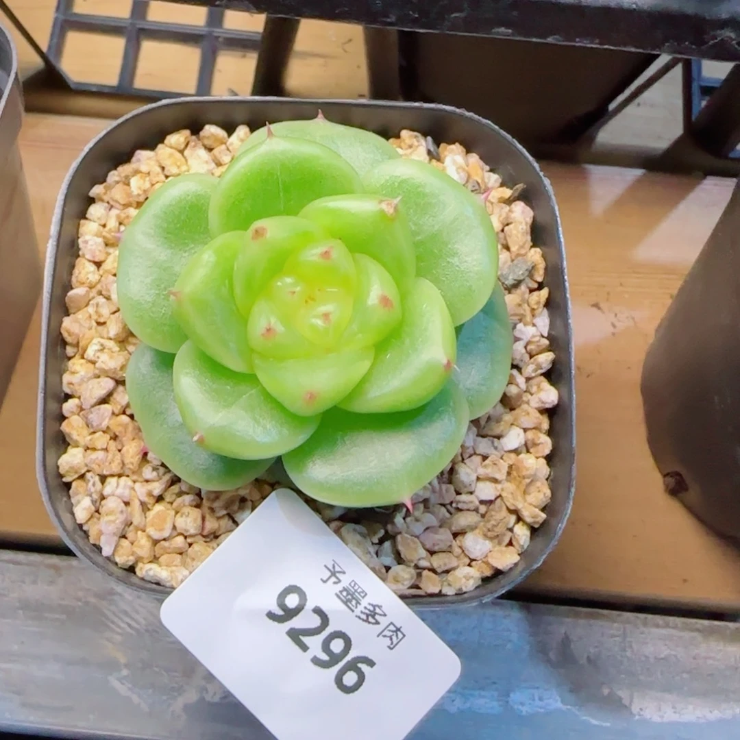 芬***h宝拉珍妮，9296多肉植物
