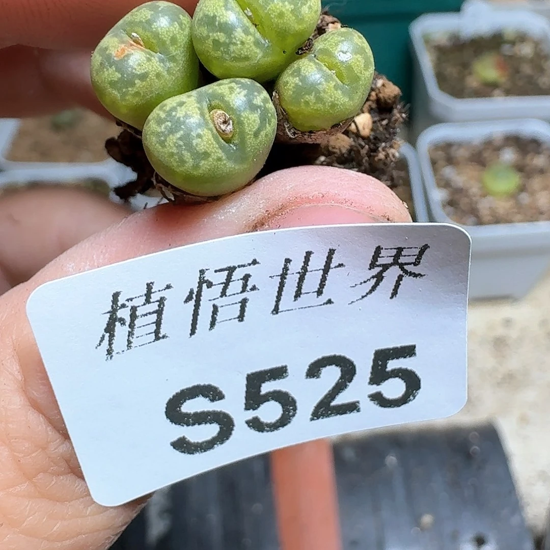525个多肉植物哇c f