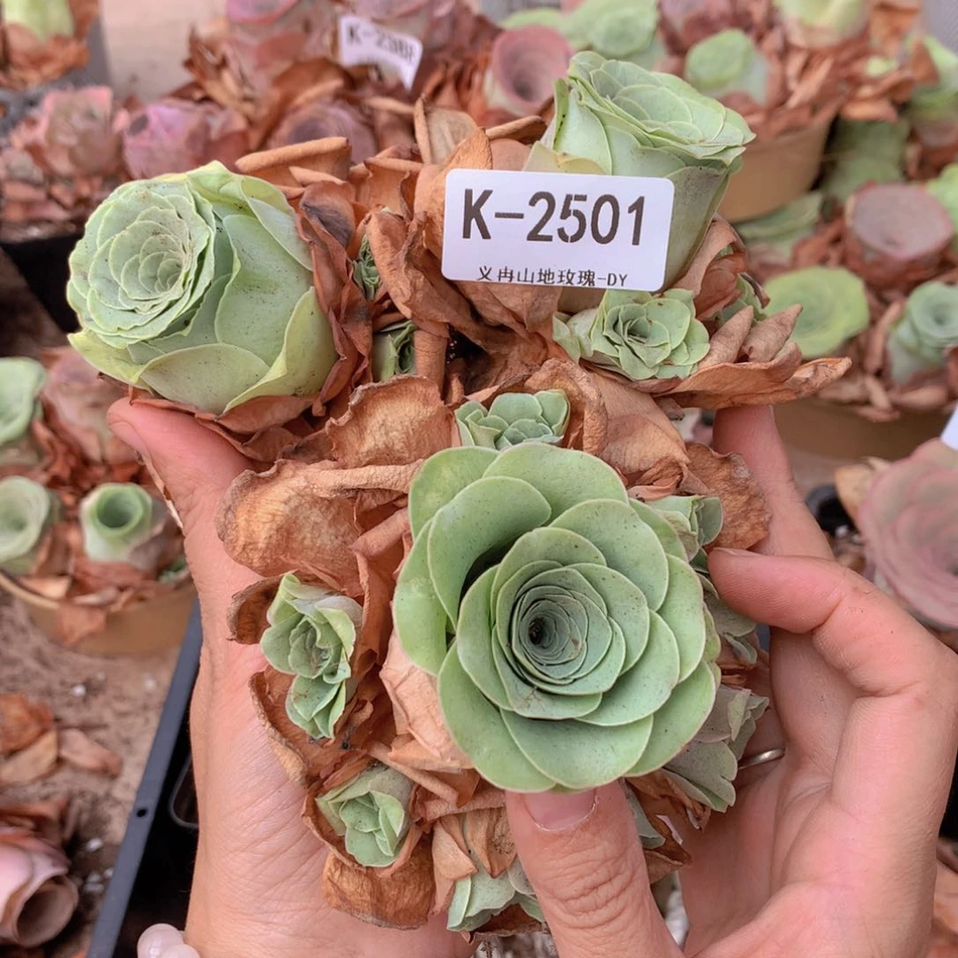 2501 会掉侧芽不售后