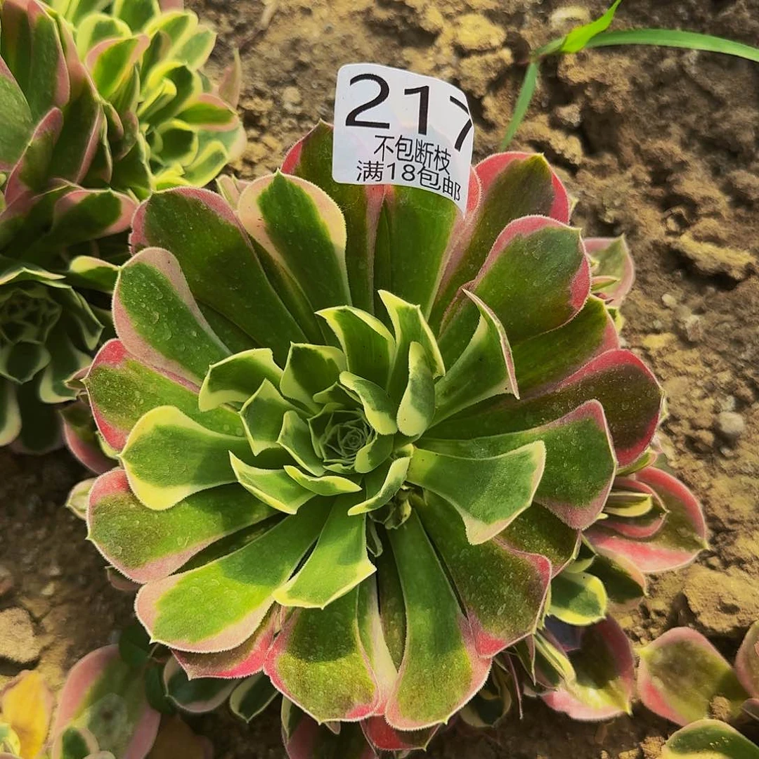 217白凤多肉法师的