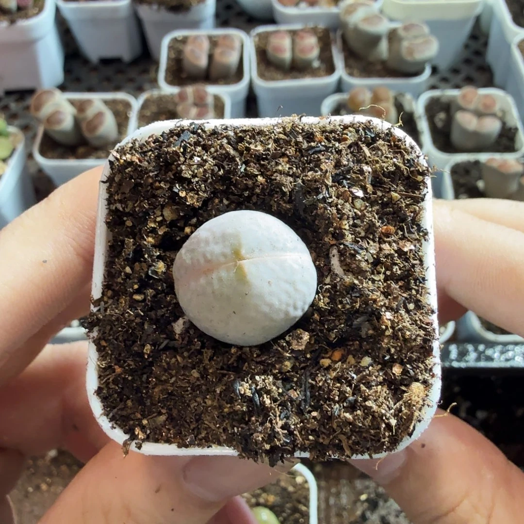 遇***x多肉植物的生长发育与68