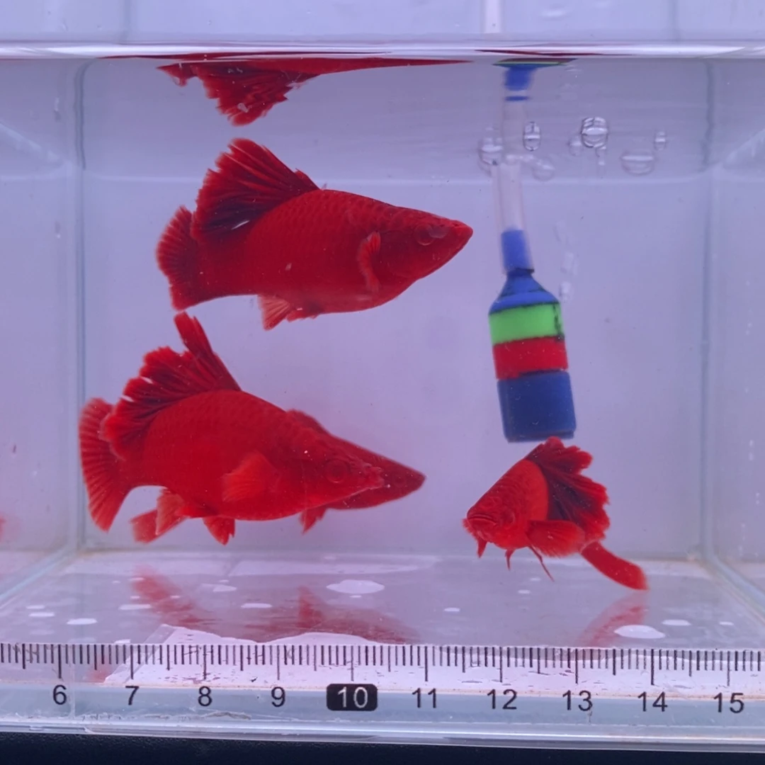 红剑鱼高鳍红剑成鱼2刀2母