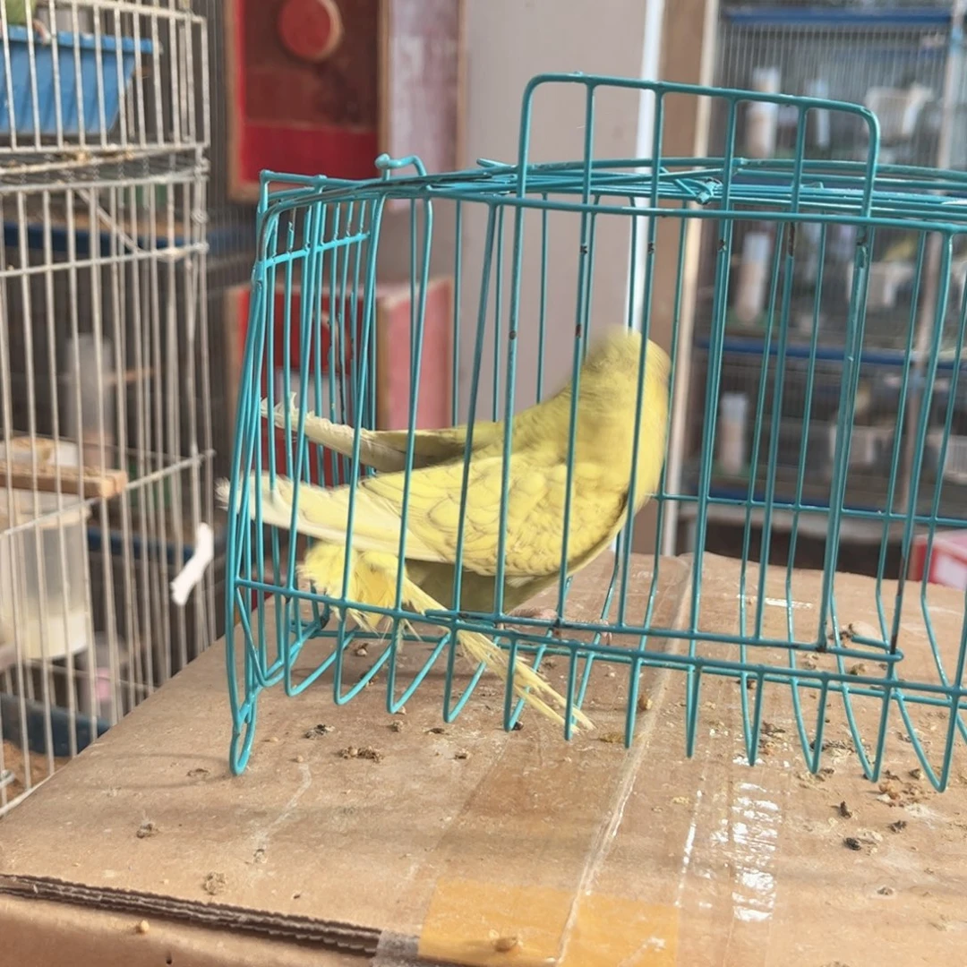 虎皮鹦鹉我的小姐姐