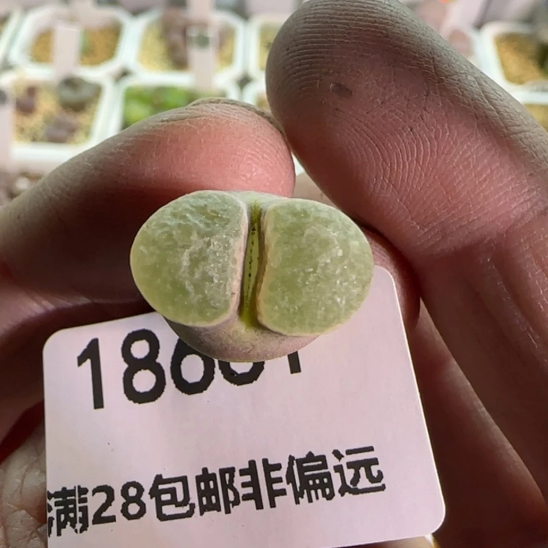 【闪购商品】d****r18661