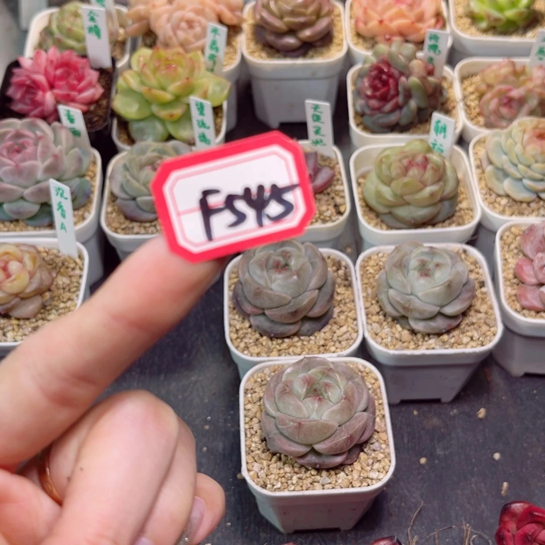 卖****酱F545美瞳一物一拍