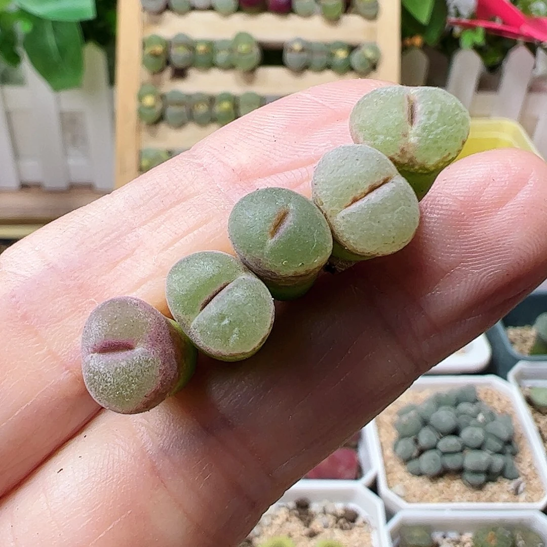 粉红女郎一手…………………………