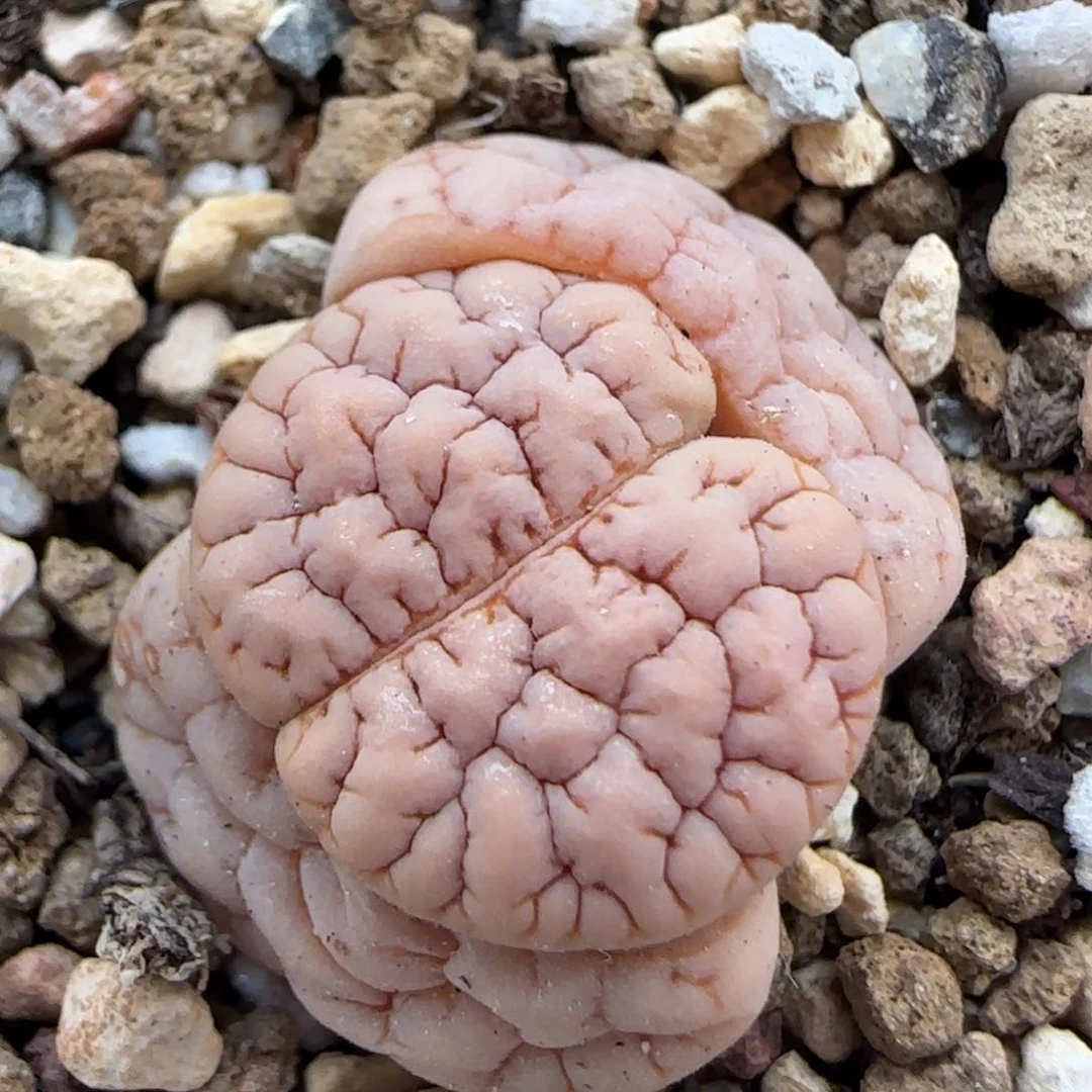 1.20 上播福利 拿铁 6001