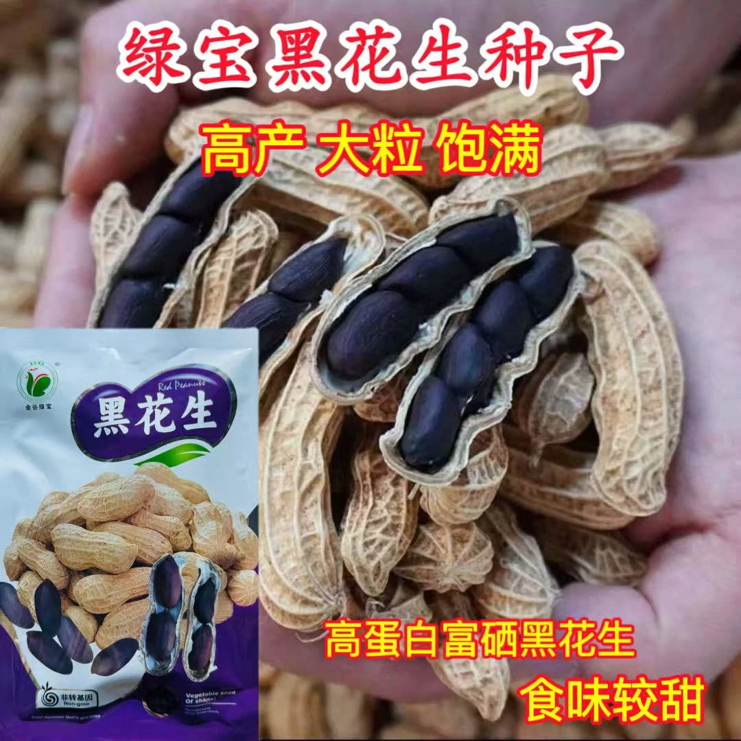 高产早熟黑花生种子富硒黑宝花生农家大田花生种子花生米春播夏播