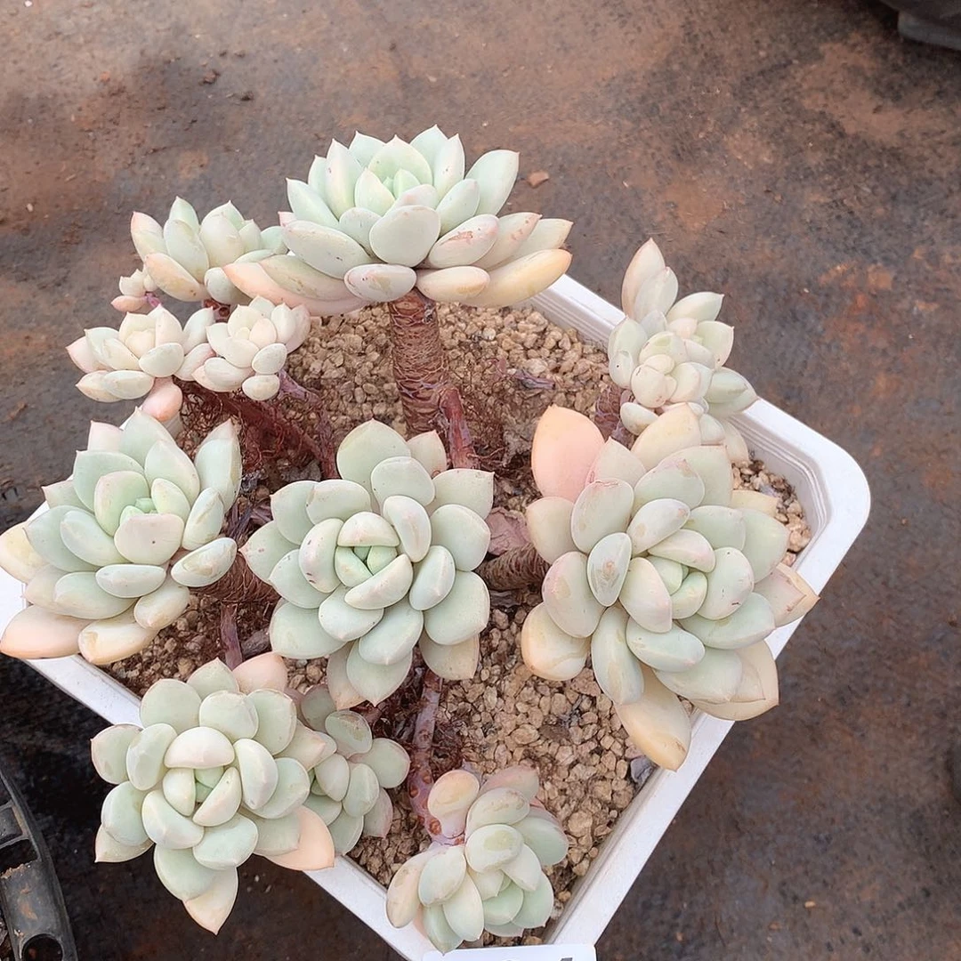 596拉丝雨一物一拍多肉