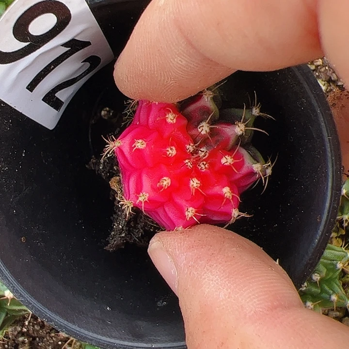用***3当前无花栽培后可以开花912