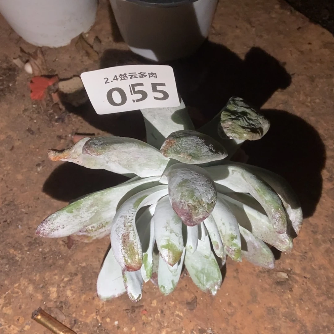 055处理多肉植物